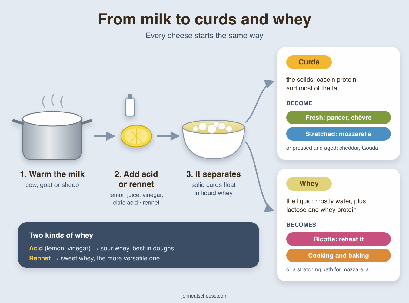 Diagram: warm milk, add acid (lemon juice, vinegar or citric acid) or rennet, and it separates into curds and whey. Curds, the casein protein and most of the fat, become fresh cheeses like paneer and chèvre, stretched mozzarella, or pressed and aged cheeses. Whey, mostly water with lactose and whey protein, can be reheated into ricotta or used in cooking and baking. Acid gives sour whey; rennet gives sweet whey.