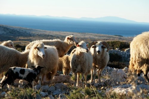 Pag sheep