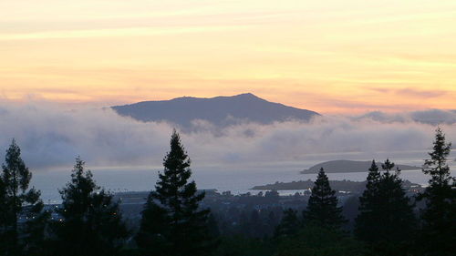Mt. Tamalpais rising above low fog and San Francisco Bay at sunset, pine trees in the foreground